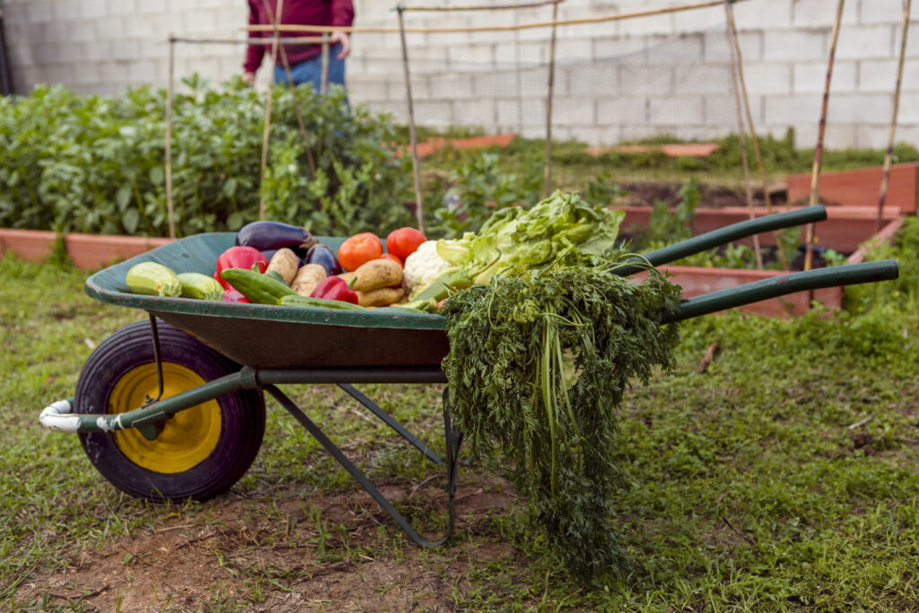 assortment vegetables wheelbarrow 1