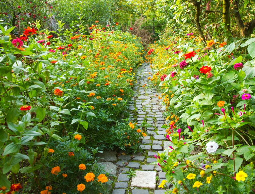 narrow pathway garden surrounded by lot colorful flowers